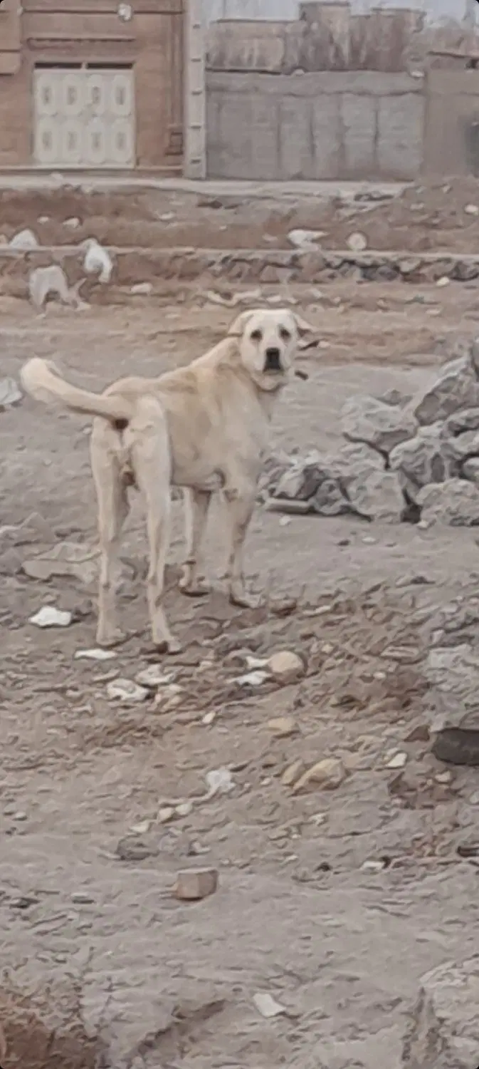 حیوان|سگ|زیباشهر, |دیوار