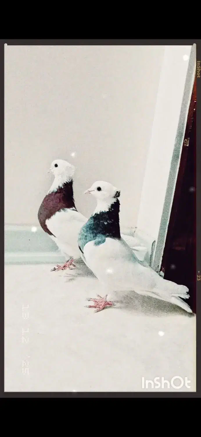 کبوتر طوقی|پرنده|فلاورجان, |دیوار