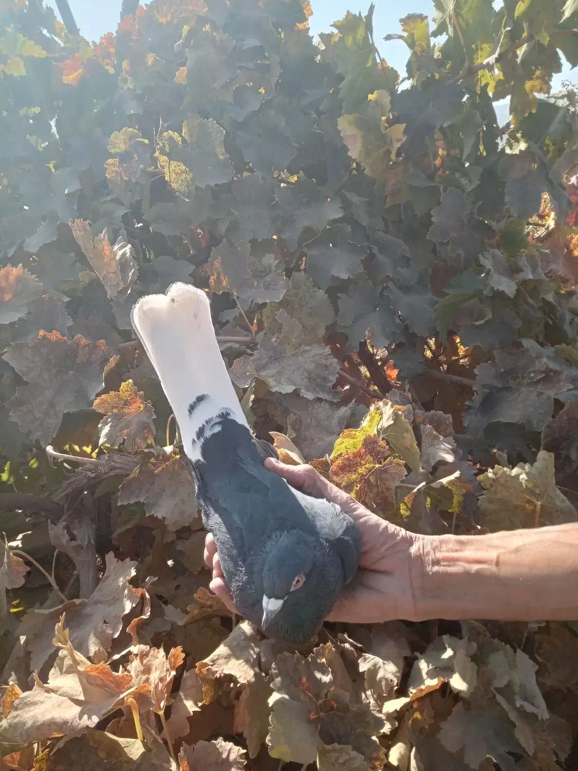 کفتر گلباف تاکرمان میارم براتون|پرنده|گلباف, |دیوار