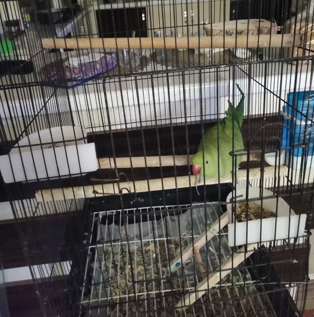 طوطی ملنگو گم شده|حیوانات|بندرعباس, |دیوار