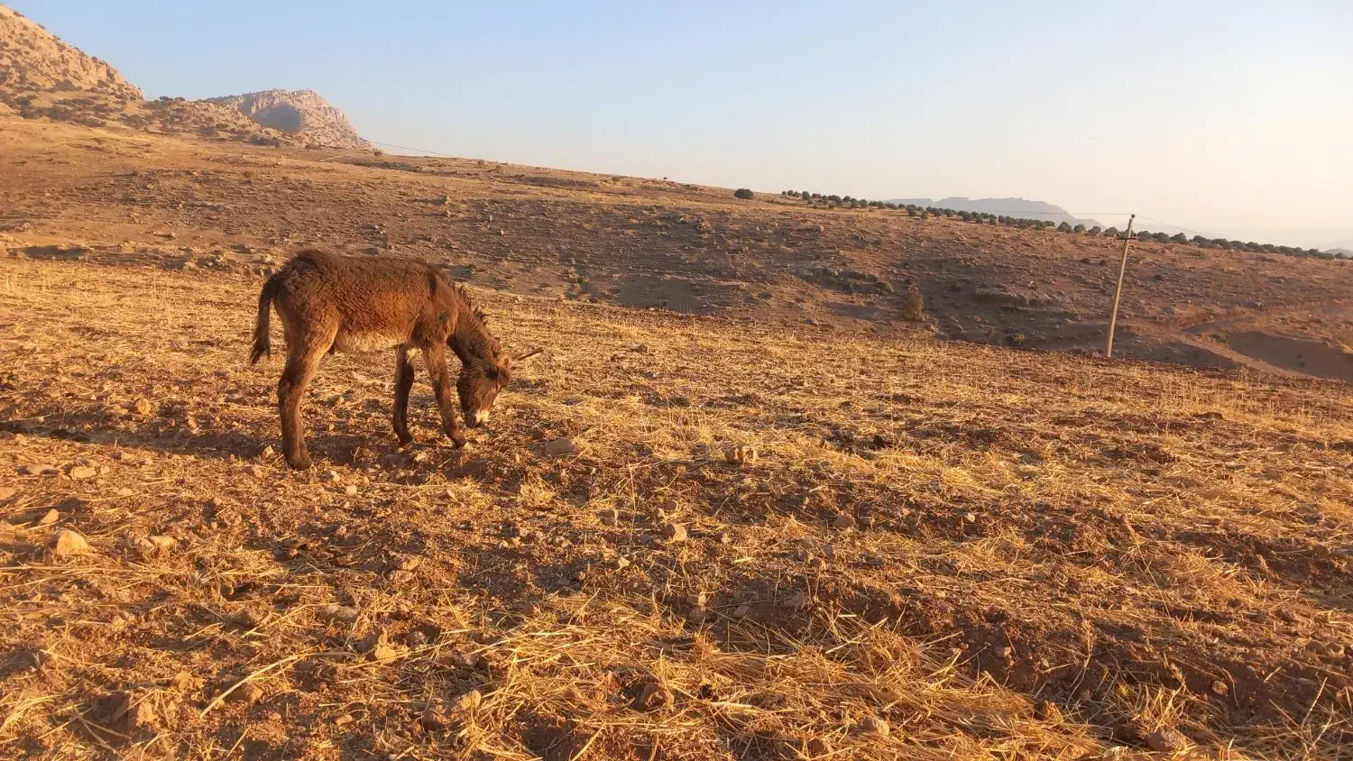 خر ماده جوان با کره خر ۶ ماهه|حیوانات مزرعه|دالاهو, |دیوار