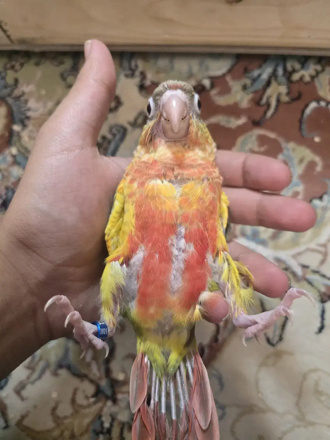 گرینچیک سرلاکی|پرنده|مشهد, تربیت (صدف)|دیوار