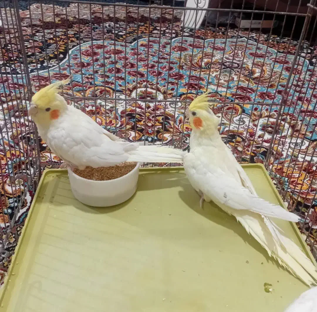 یک جفت عروس هلندی|پرنده|شیراز, باغ تخت|دیوار