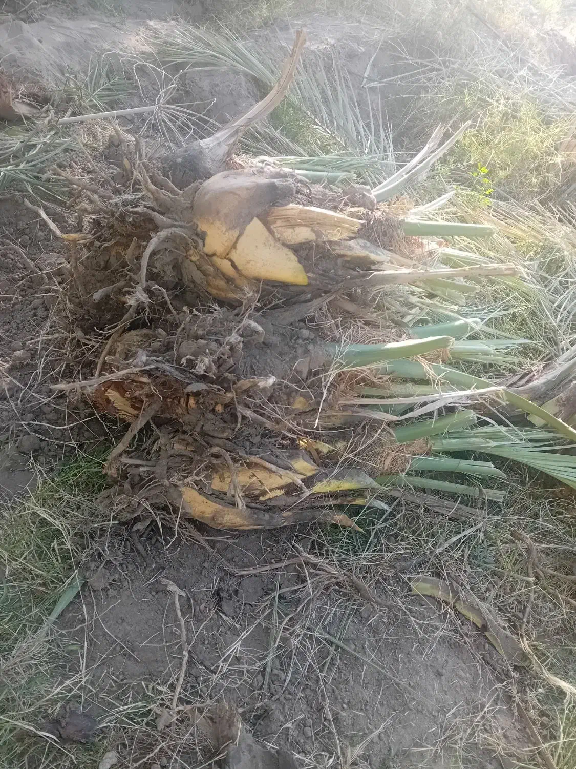 جُنگ درخت یا پاجوش|گل و گیاه طبیعی|فهرج, |دیوار