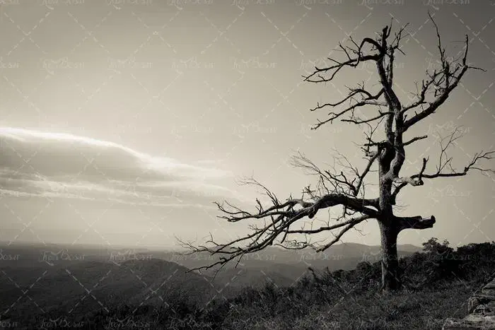 بریدن درخت رایگان|خدمات باغبانی و درختکاری|اردکان, |دیوار