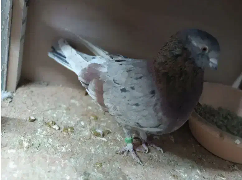 کفتر زردی وسرور|پرنده|گلستان (تهران), |دیوار