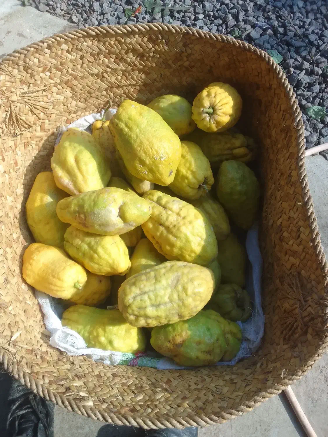 بادرنگ محلی|خوردنی و آشامیدنی|رودبنه, |دیوار