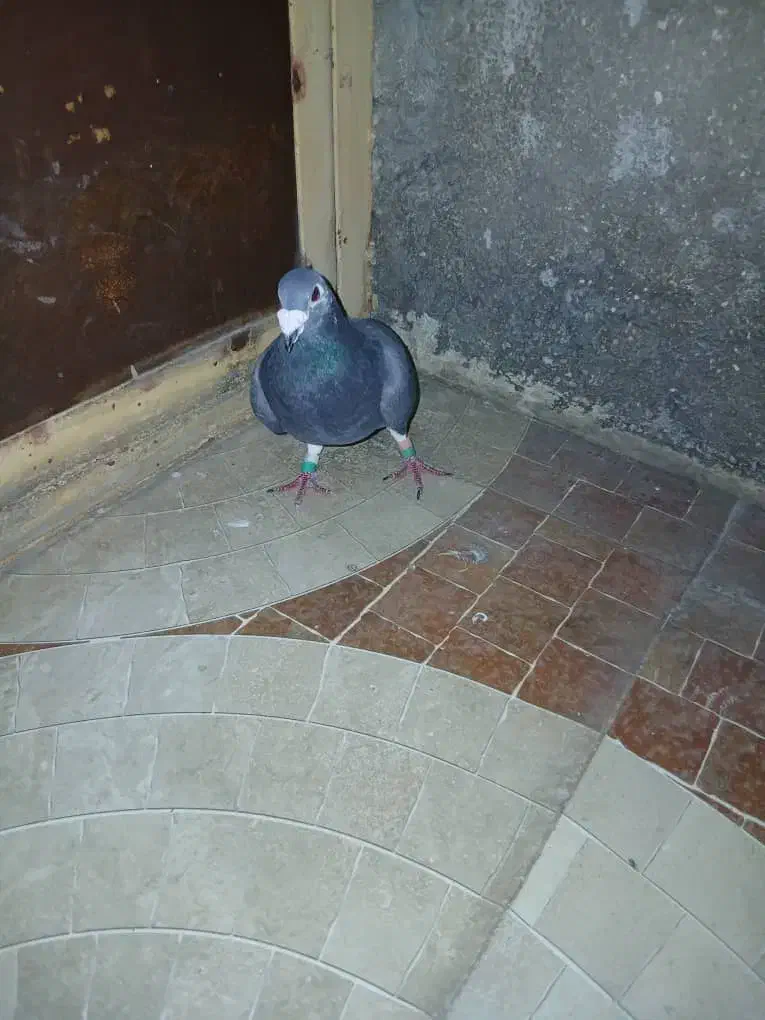 کبوتر|پرنده|شیراز, آبیاری|دیوار