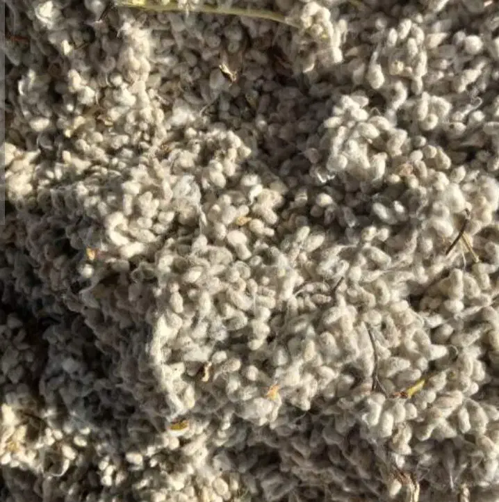 دانه پنبه و غوزه و کچاله برای خوراک دام اردبیل|عمده‌فروشی|زرندیه, |دیوار