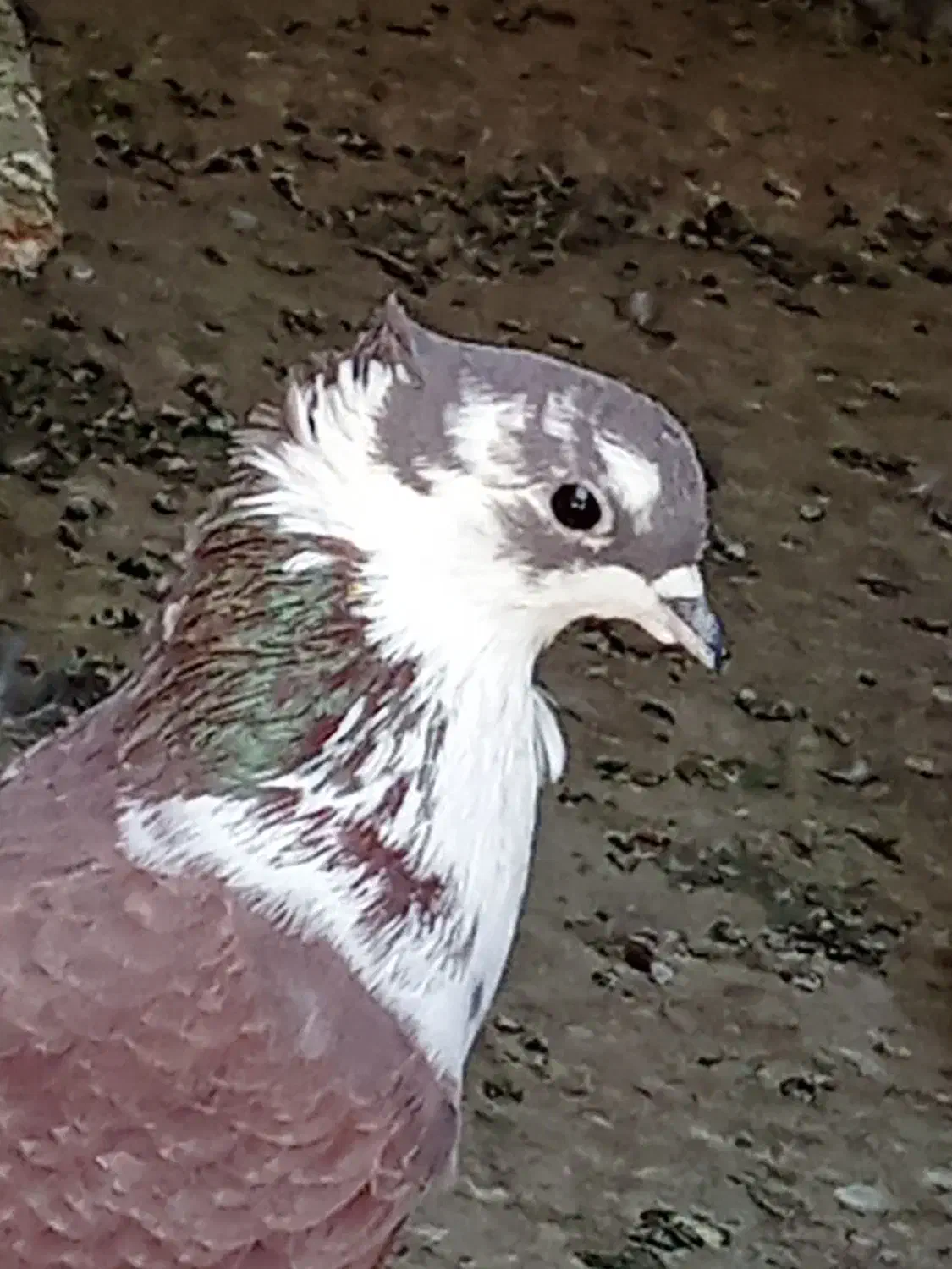 کبوتر فروشی|پرنده|سراوان, |دیوار