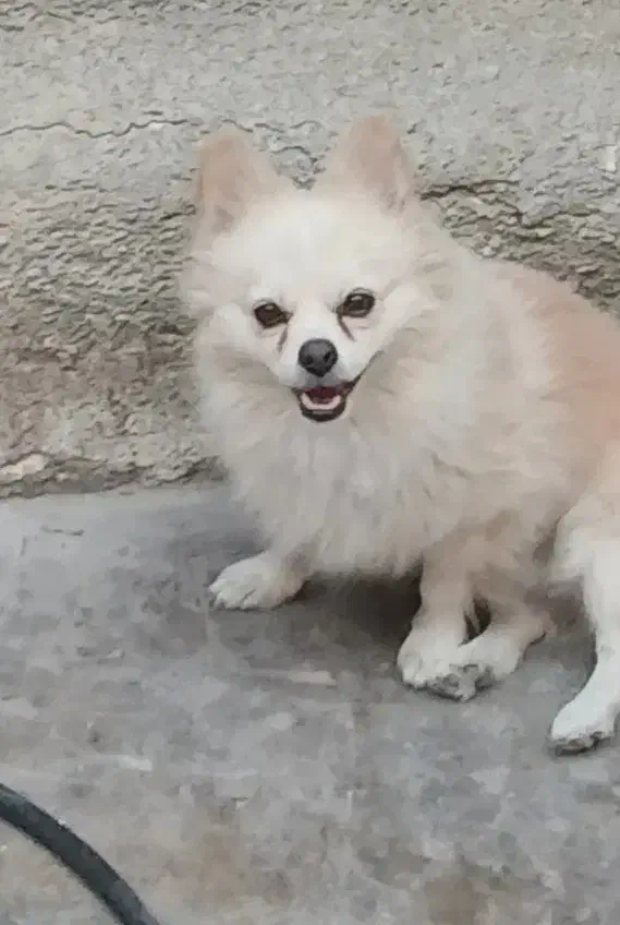 گمشده|حیوانات|مسجد سلیمان, |دیوار