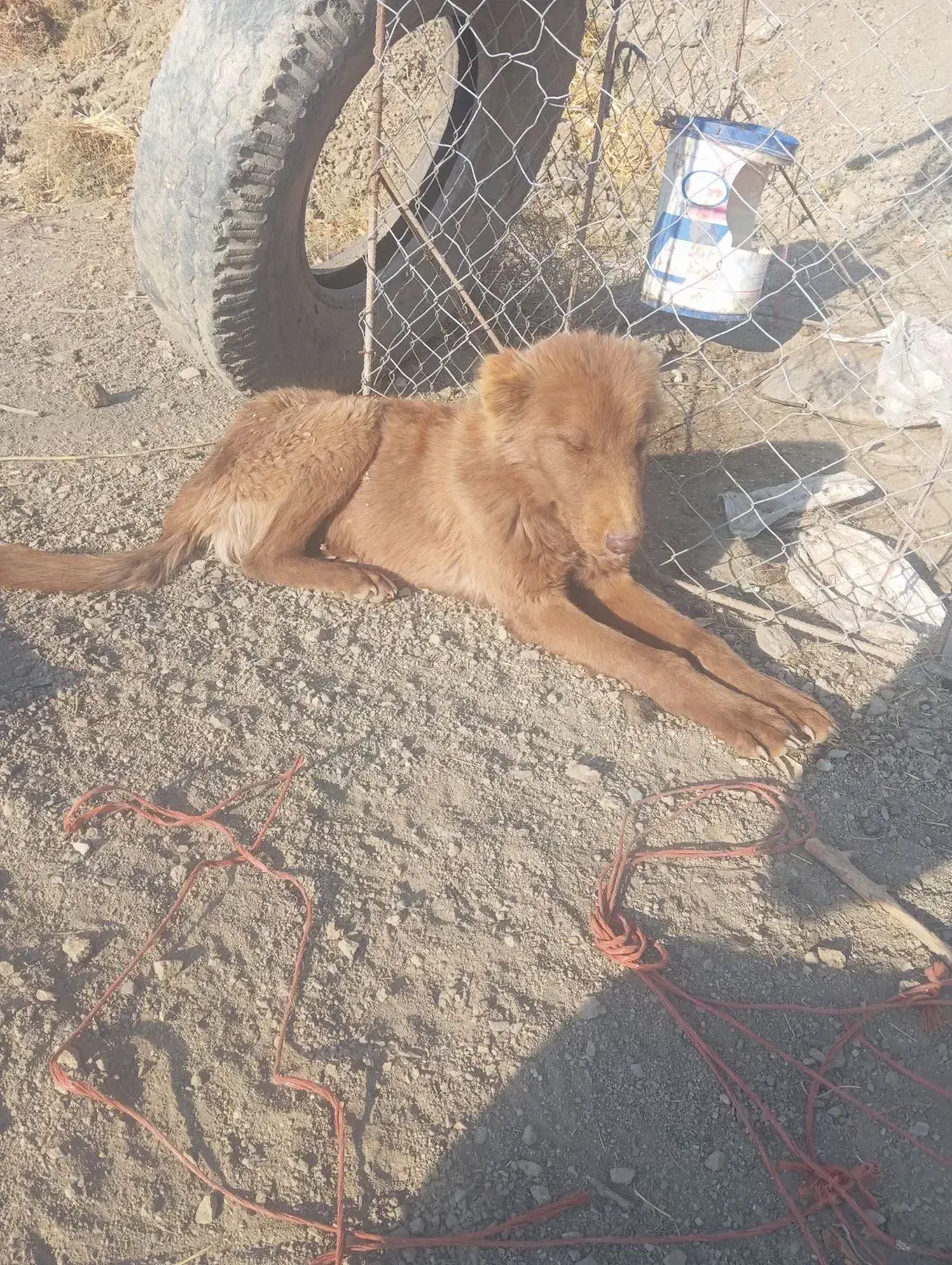 واگذاری سگ|سگ|لالجین, |دیوار