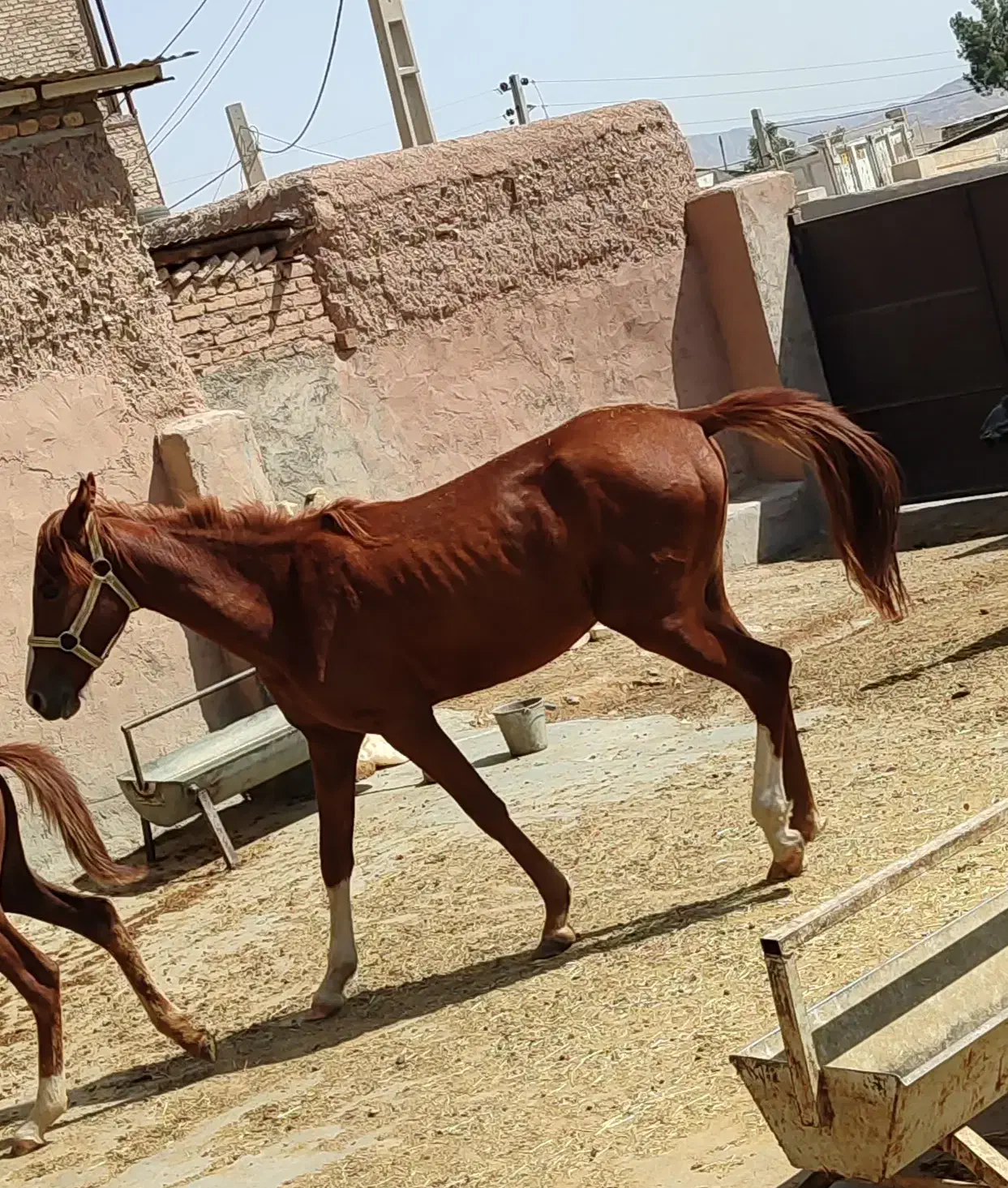 فروش اسب قیمت توافقی|اسب و تجهیزات اسبسواری|پاکدشت, پارچین|دیوار
