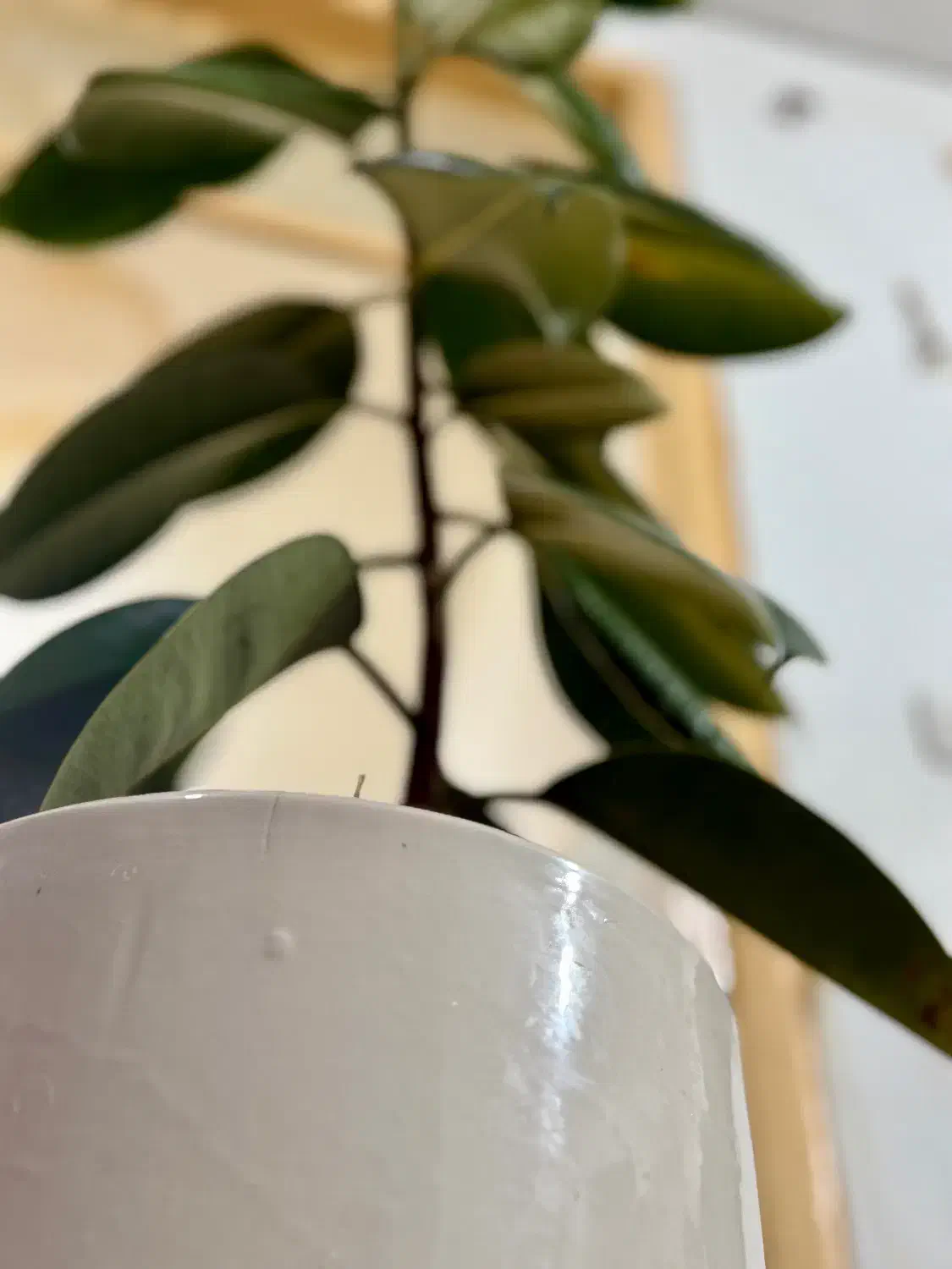 گل اپارتمانی|گل و گیاه طبیعی|شیراز, شیخ علی چوپان|دیوار