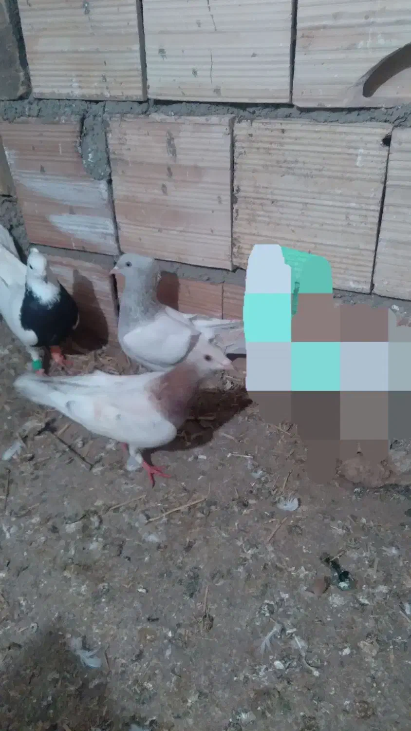 کفتر|پرنده|اسفراین, |دیوار