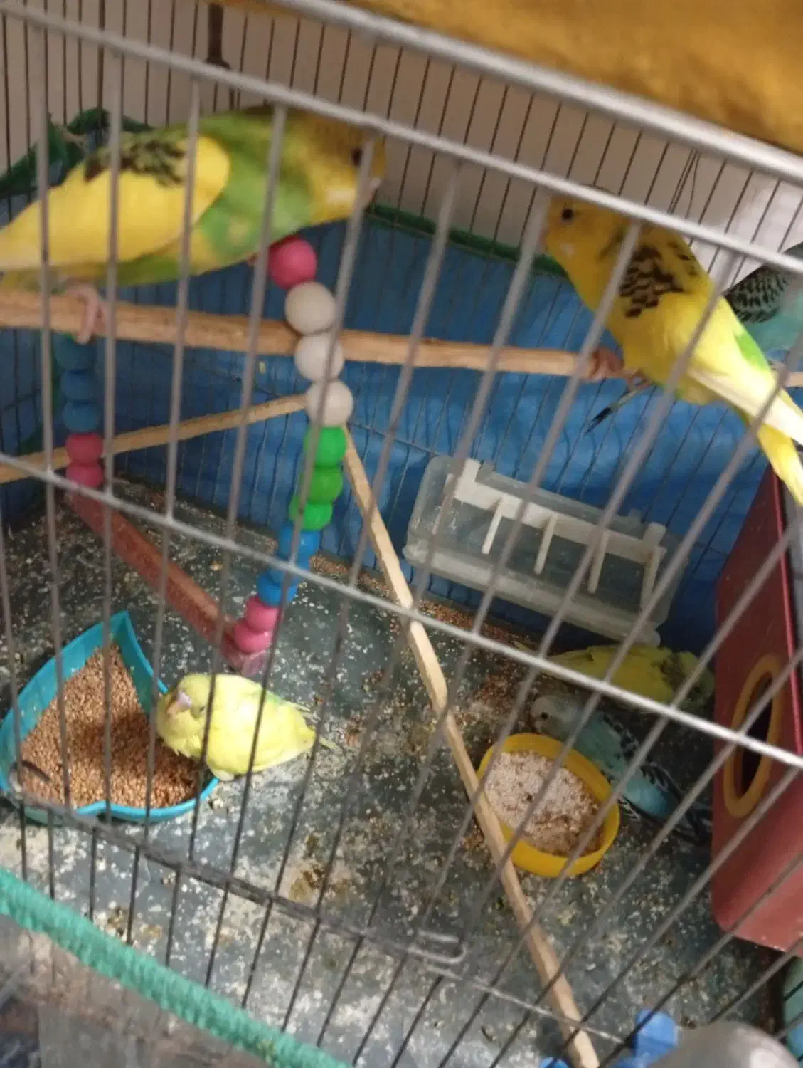 مرغ عشق یک جفت|پرنده|الیگودرز, |دیوار