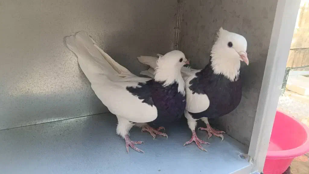 فروش یک جفت طوقی سیاه|پرنده|سمیرم, |دیوار