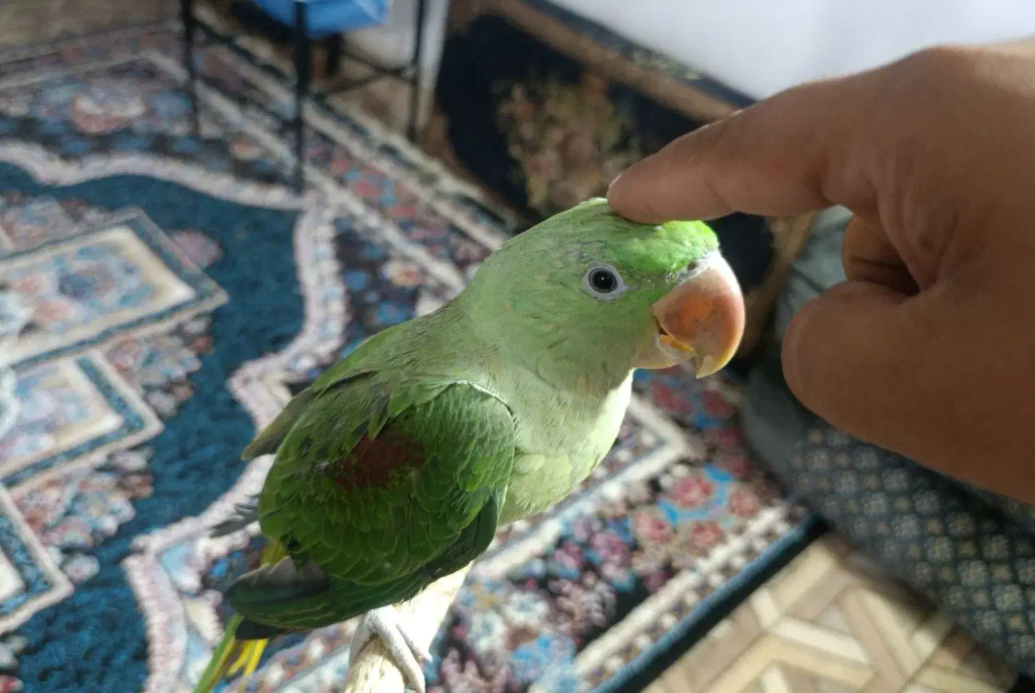 جوجه شاه طوطی|پرنده|صابری, |دیوار
