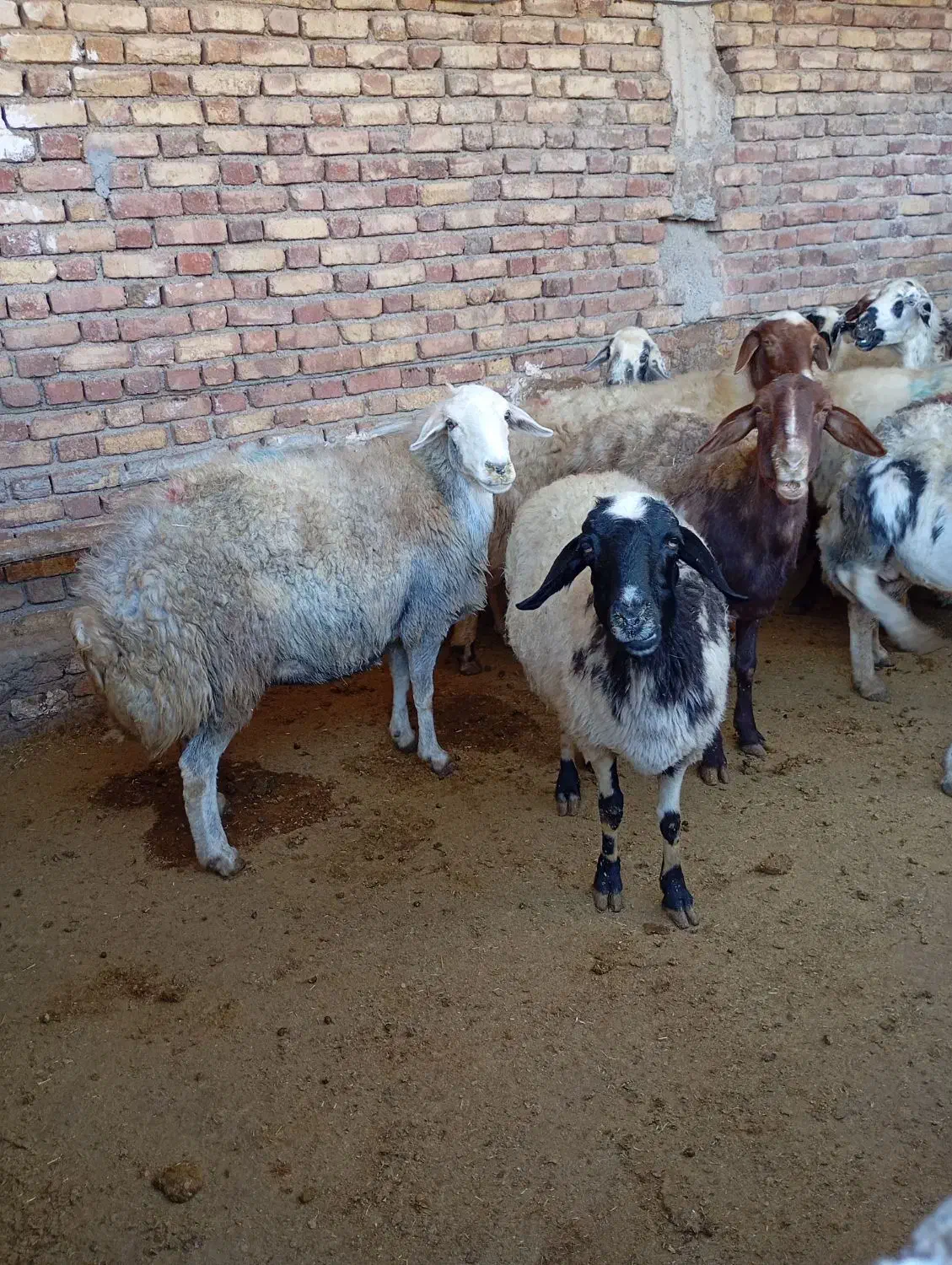 میش چاق برای داشت و کشتار|حیوانات مزرعه|پیر سلیمان, |دیوار