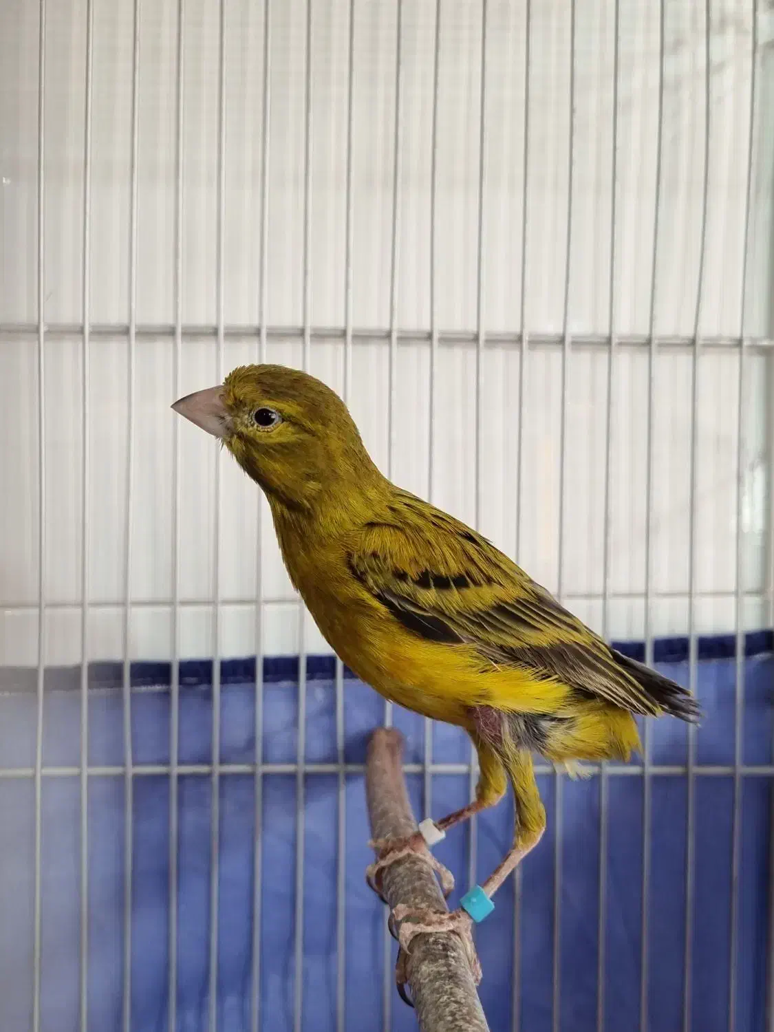 سهره و قناری|پرنده|کرمان, |دیوار