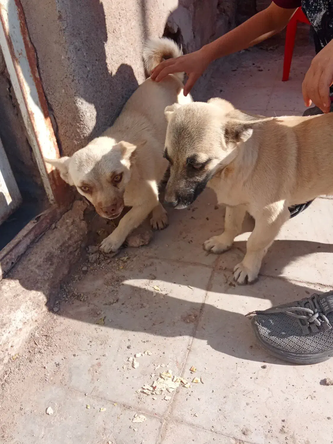 سگ اشتپیز اصل|سگ|رفسنجان, |دیوار