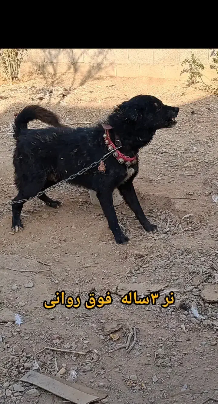 سگ نگهبان|سگ|خمینیشهر, |دیوار