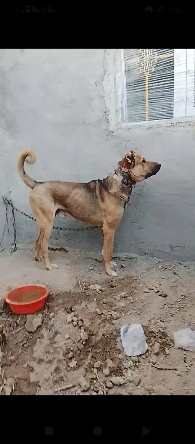 سرابی|سگ|ماهدشت, |دیوار