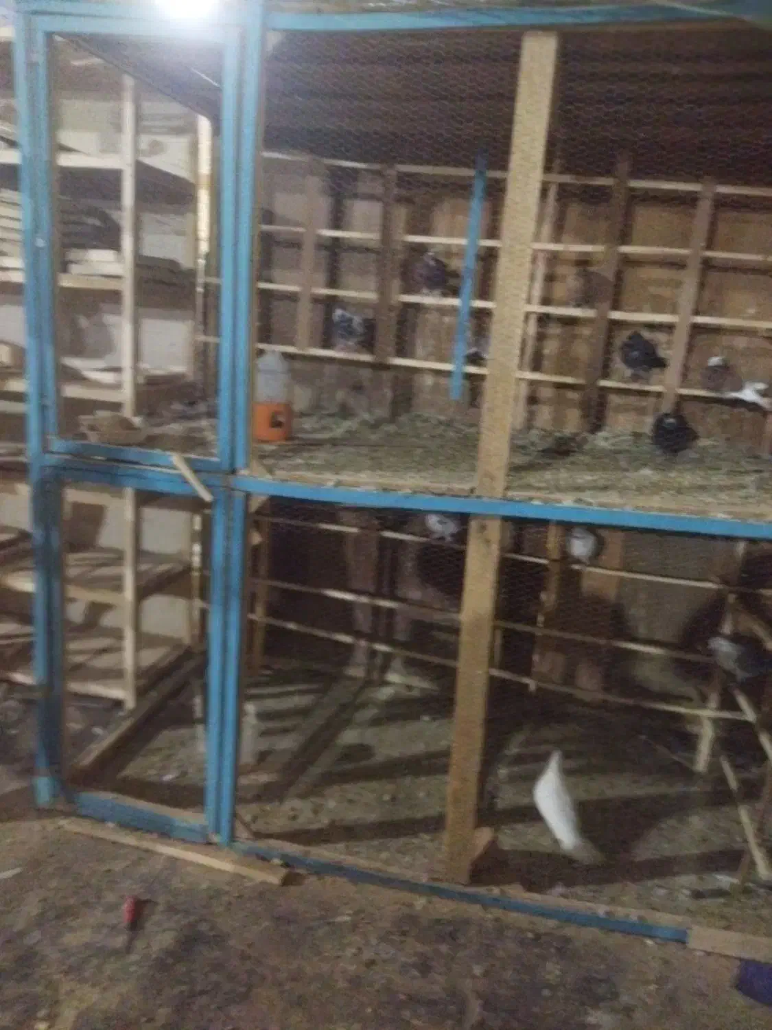 گنجه کبوتر|لوازم جانبی حیوانات|قنوات, |دیوار