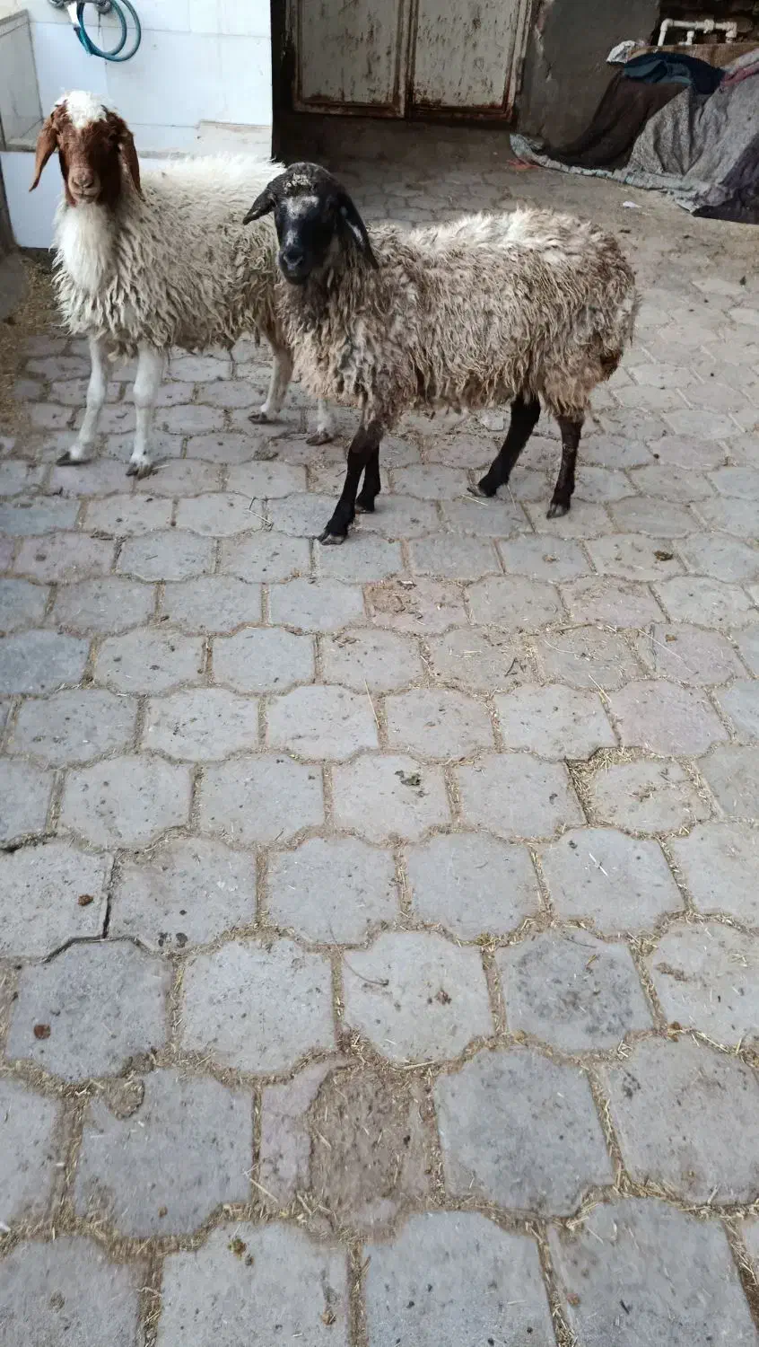 دو عدد بره|حیوانات مزرعه|کاشان, دشت لتحر|دیوار