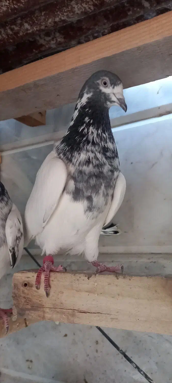 کبوتر پرشی|پرنده|رشت, منظریه|دیوار