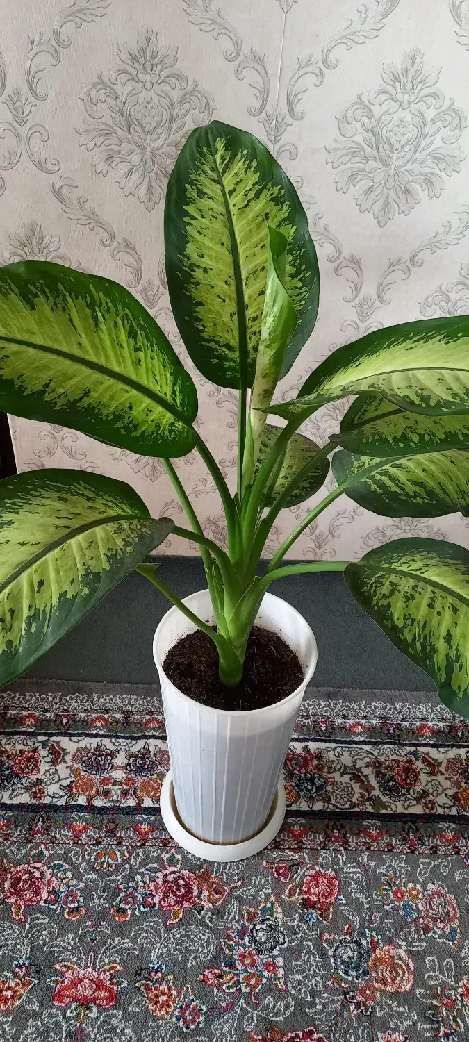 گل دیفن زیبا و شاداب|گل و گیاه طبیعی|لنگرود, |دیوار