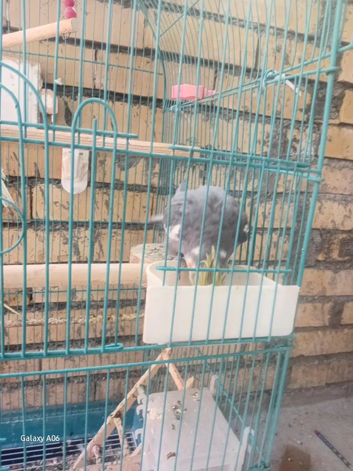 عروس هلندی|پرنده|سرپل ذهاب, |دیوار