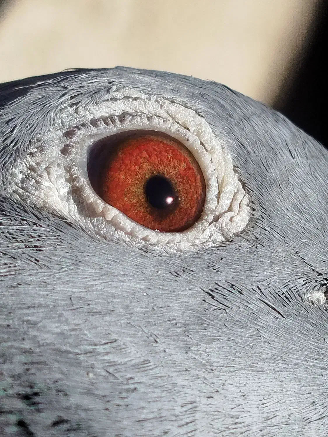 پلاکی نر ماده|پرنده|الیگودرز, |دیوار