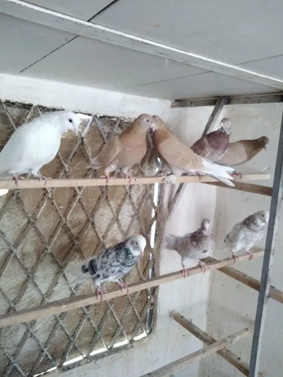 کفتر پرشی درجه یک خوش رنگ|پرنده|قم, باغ اشرافی|دیوار