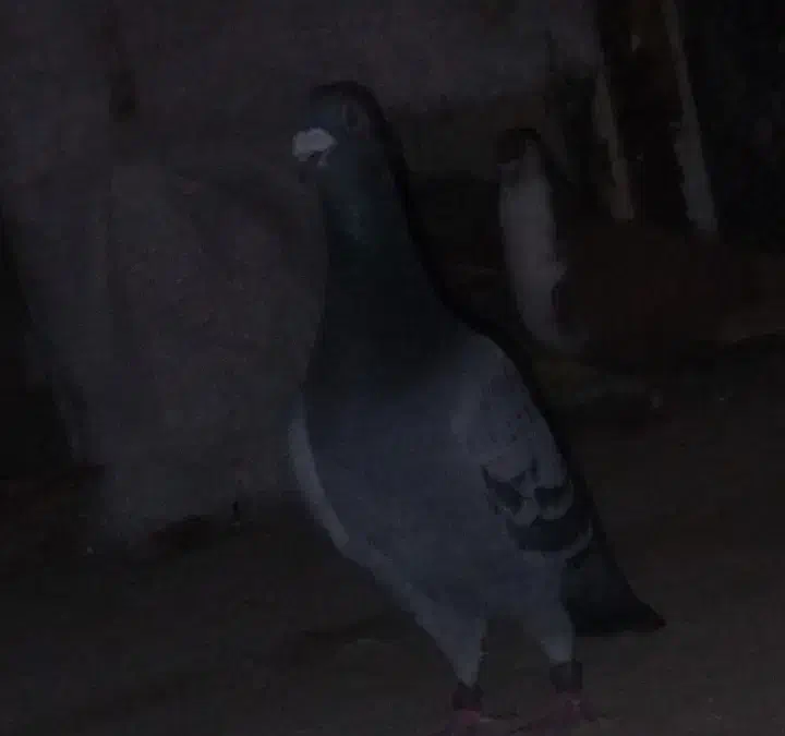 کبوتر مسافتی|پرنده|سراوان, |دیوار