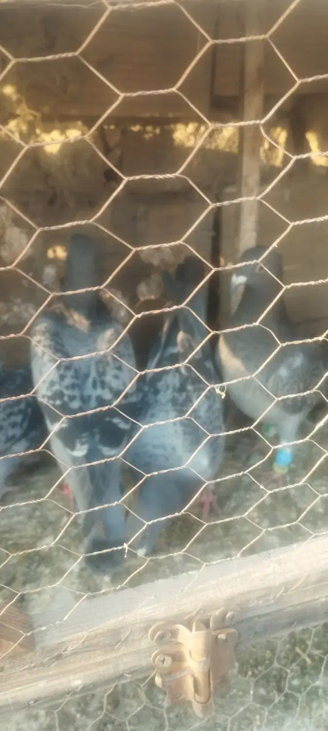 کفتر بوم|پرنده|مشهد, نوید|دیوار