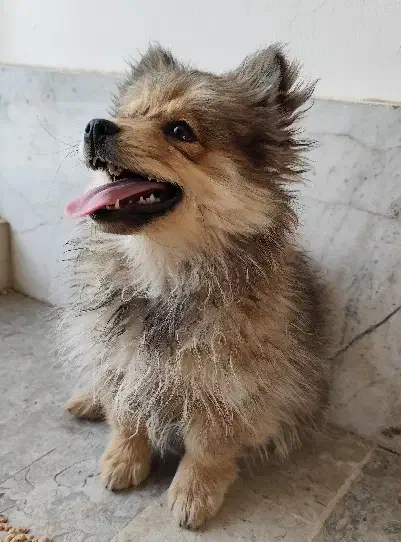 سگ پامر روباهی عروسکی|سگ|اصفهان, شهرک میلاد|دیوار