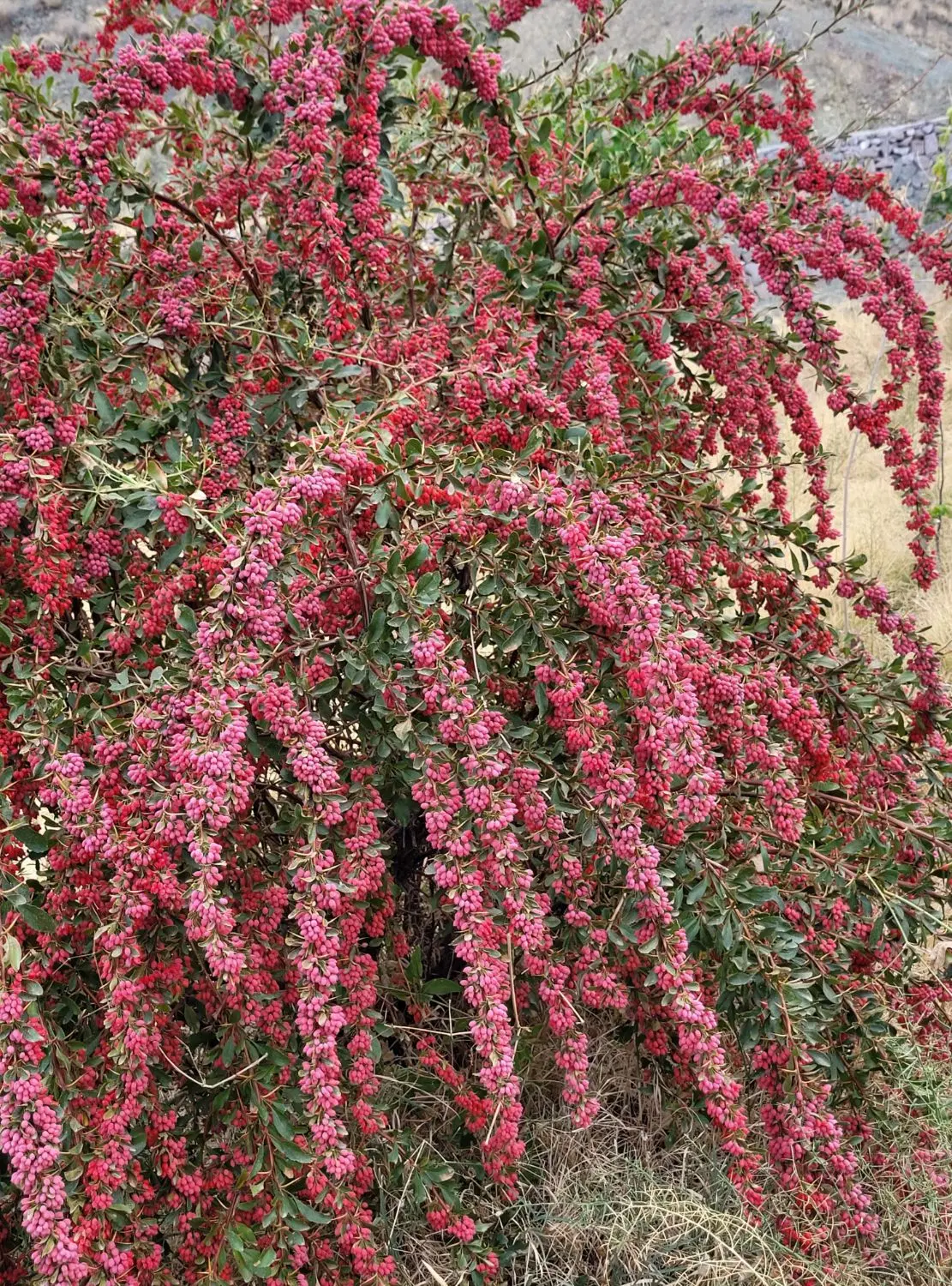 تصویر 4