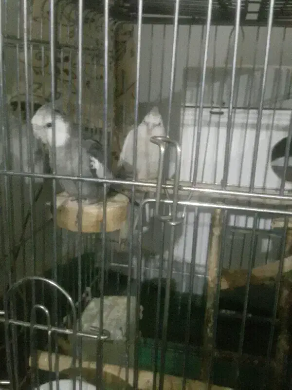 عروس هلندی|پرنده|سنندج, |دیوار