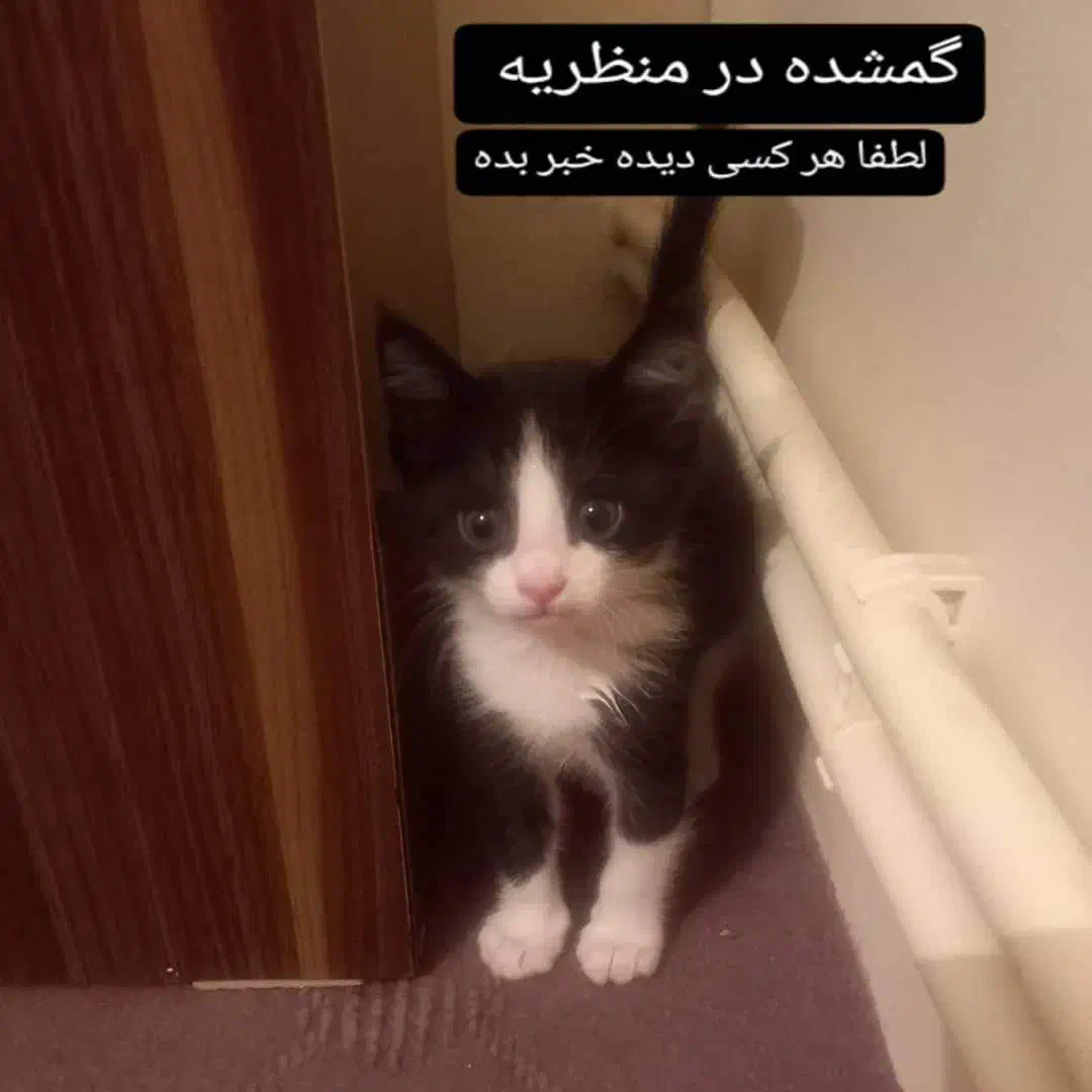 گربه گم‌شده|حیوانات|تبریز, |دیوار