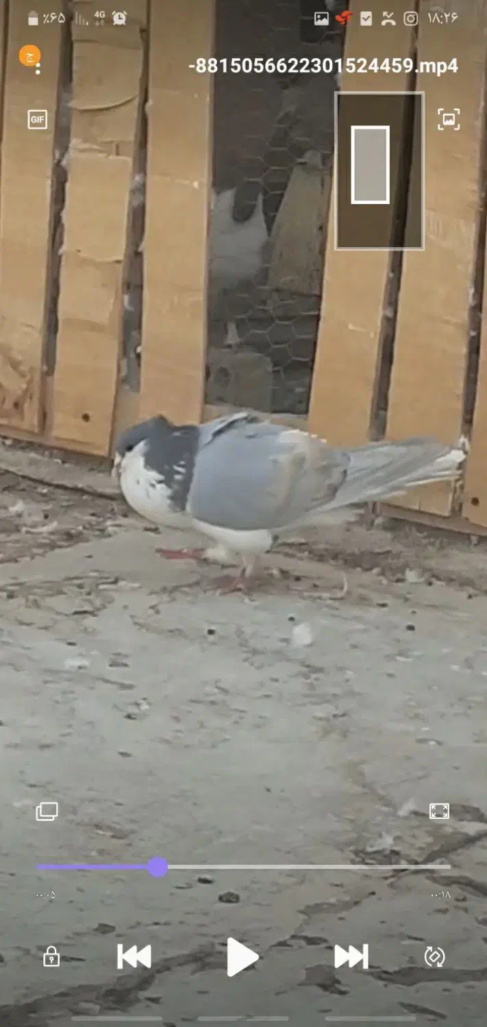 دمگیر|پرنده|خمینی‌شهر, |دیوار