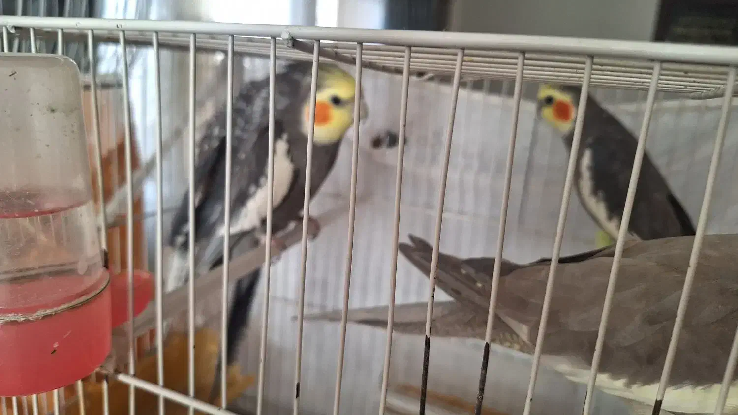 عروس هلندی|پرنده|مشهد, جاهد شهر|دیوار