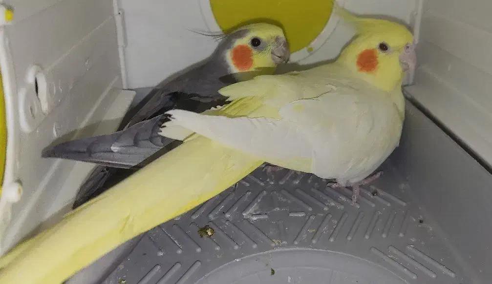 عروس هلندی مولد|پرنده|روانسر, |دیوار