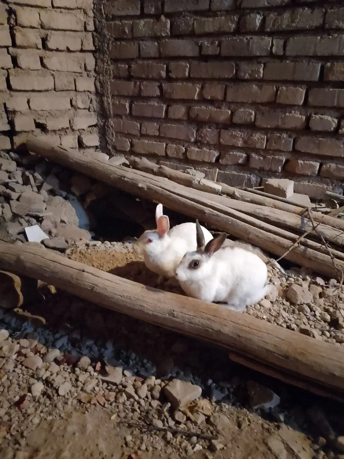 خرگوش جوان دو تا ماده|موش و خرگوش|شیراز, گویم|دیوار