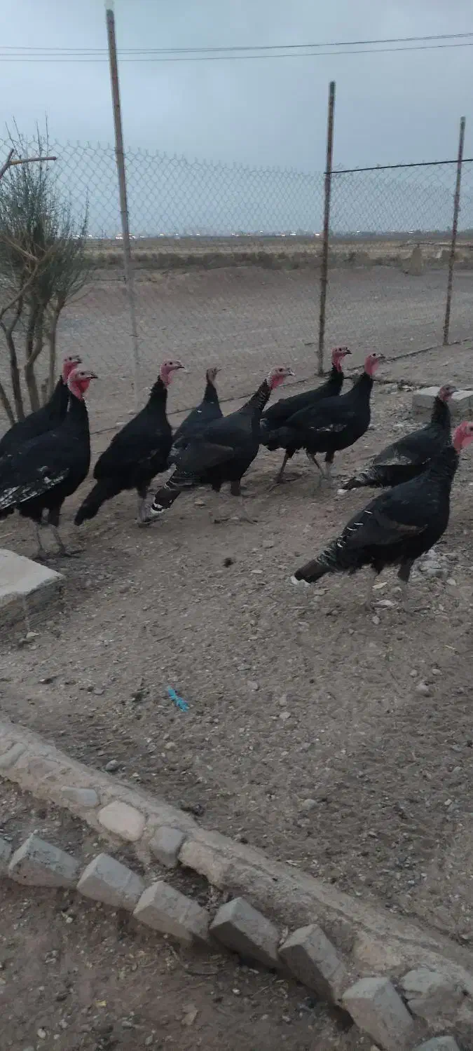 تعداد 20عدد بوقلمون جوان|حیوانات مزرعه|محمدیه-قزوین, |دیوار