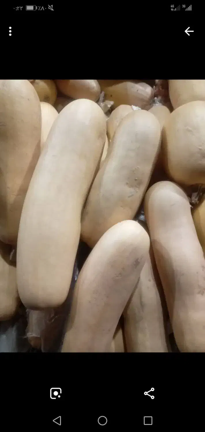 کدو حلوایی|خوردنی و آشامیدنی|لنده, |دیوار