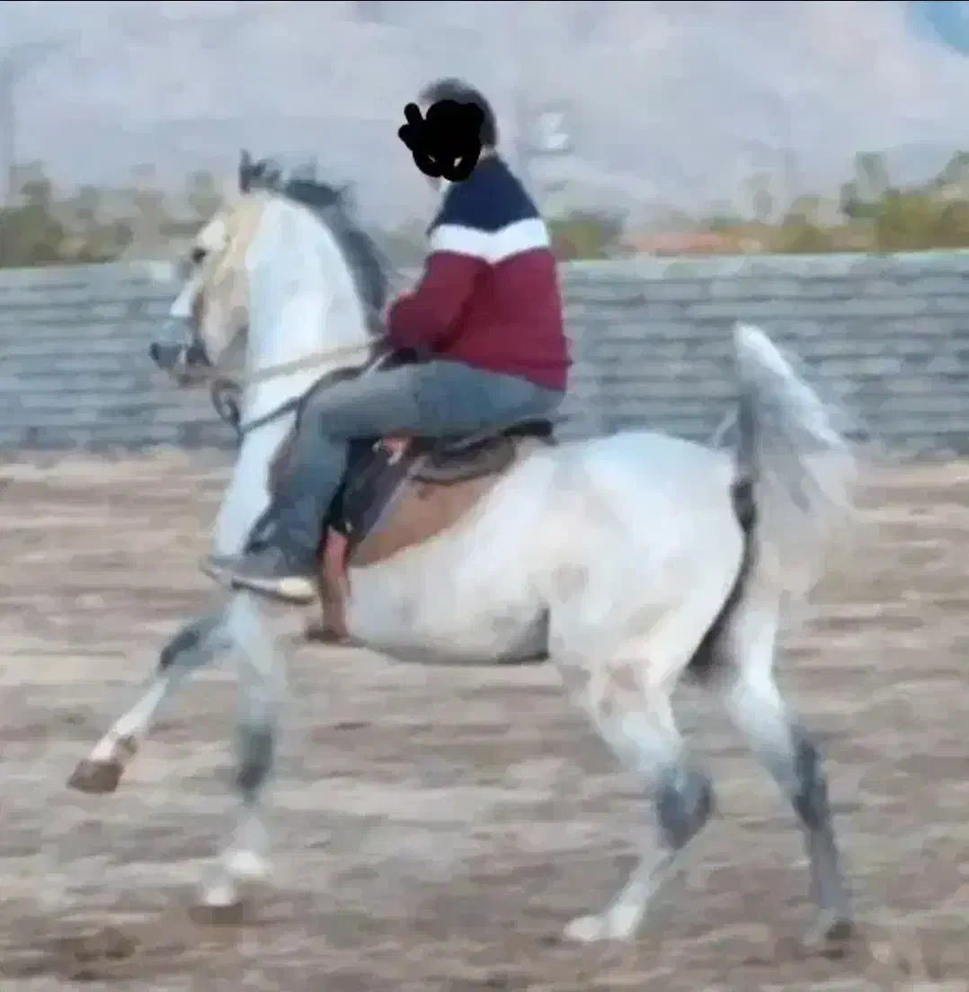 سیلمی کرد،پاسپورت دار|اسب و تجهیزات اسبسواری|ورامین, ورامین|دیوار