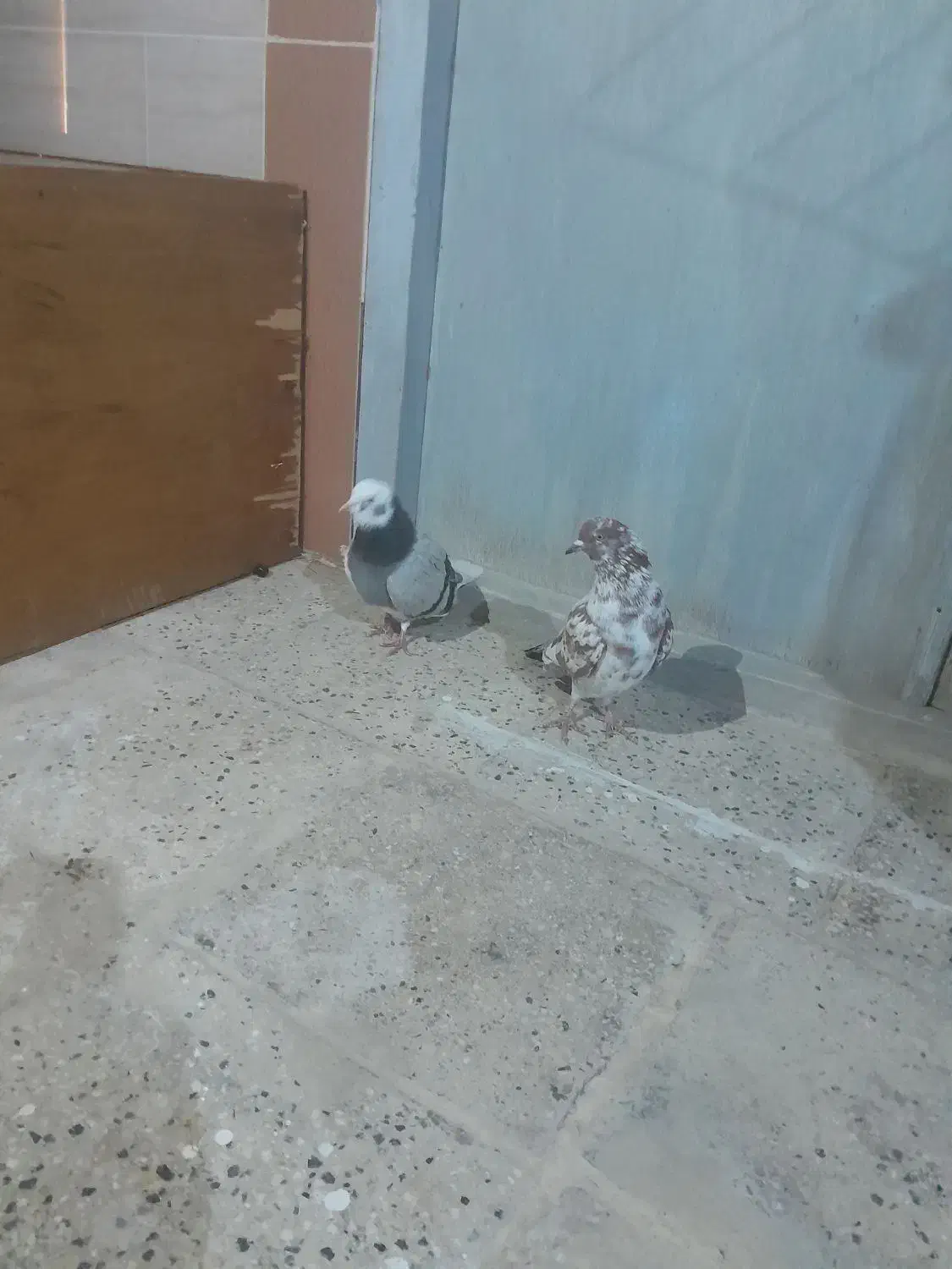 کبوتر جفت خوشگل|پرنده|بندر ترکمن, |دیوار