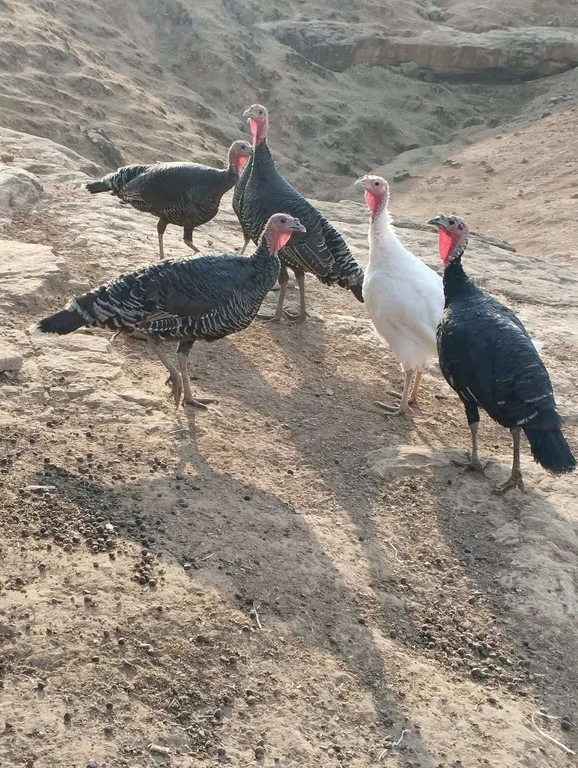 14 عدد بوقلمون ماده سالم و چاق|حیوانات مزرعه|آبدانان, |دیوار