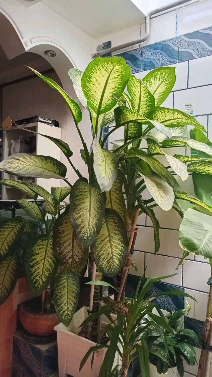 گل دیفن بسیار بزرگ|گل و گیاه طبیعی|یاسوج, |دیوار